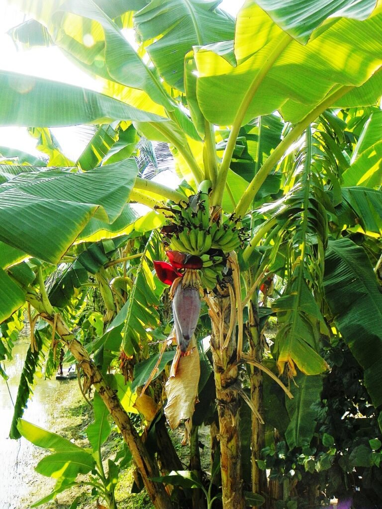 কলার গাছের ছালে নতুন সম্ভাবনা: টেক্সটাইল ও কাগজে নতুন দিগন্ত